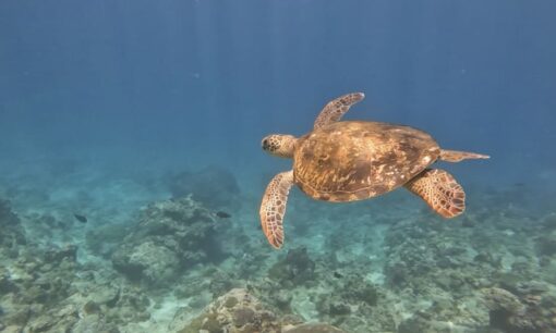 浜辺に流れ着いた海藻を資源にーアルギン酸の専業メーカーが進める取り組み【SDGs関連ニュース】