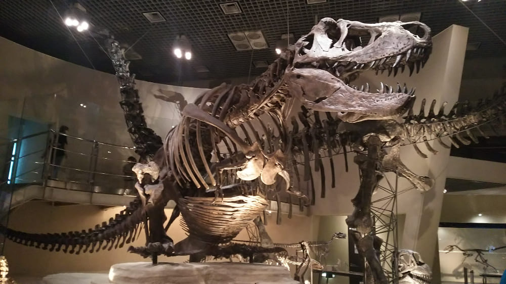 国立科学博物館　恐竜の化石
