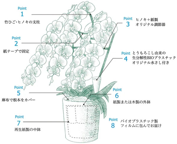 胡蝶蘭『フォアス』の図解