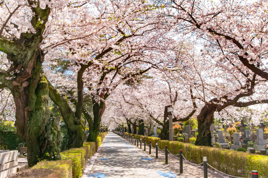 桜並木