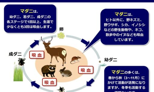 マダニ媒介感染症で獣医師死亡　感染したネコの治療で