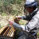 石塚養蜂園・石塚武夫社長インタビュー  宮城・丸森町の定飼養蜂が支える「受粉用ミツバチ」と蜂蜜づくり
