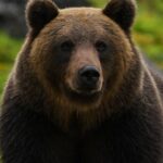 羅臼岳ヒグマ襲撃は何が違うのか？他地域のクマ被害との5つの相違点