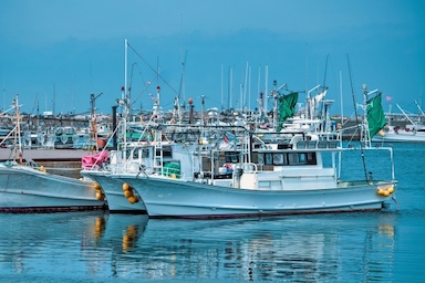 マグロ漁