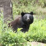 【速報】北上市・温泉清掃中の男性、クマに襲われ死亡か　射殺現場近くで遺体発見（岩手）