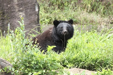 【速報】北上市・温泉清掃中の男性、クマに襲われ死亡か　射殺現場近くで遺体発見（岩手）
