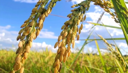 コメが消えた本当の理由。猛暑と統計のズレが生んだ「見えない不足」