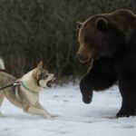 飼い犬が次々とクマに襲われる　東北で相次ぐ被害にSNSで批判殺到