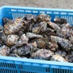 広島のカキが“前例のない大量死”　瀬戸内海で何が起きているのか？　高水温と高塩分が引き金に
