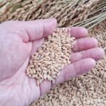 新米が“異例の売れ残り”　価格高騰で消費者離れ深刻化｜米価高止まりの裏側と流通現場の危機