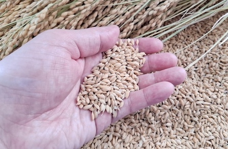 新米が“異例の売れ残り”　価格高騰で消費者離れ深刻化｜米価高止まりの裏側と流通現場の危機