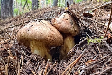 国産マツタケ“不作×クマ出没”のダブルショック　返礼品もストップ