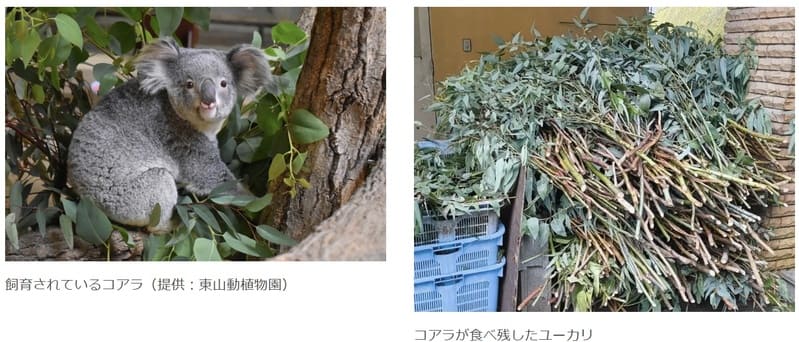 東山動植物園、コアラの“食べ残しユーカリ”をTシャツに再生　ふるさと納税クラファンで保全と循環型モデルを構築