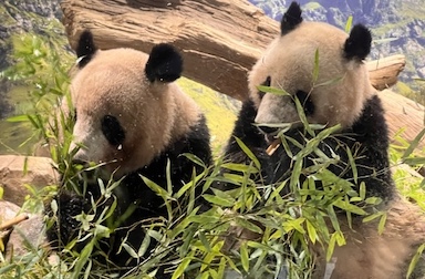 もうすぐ「お別れ」上野の双子パンダ・シャオシャオとレイレイ　返還発表後初の週末に早朝大行列、来週から予約制