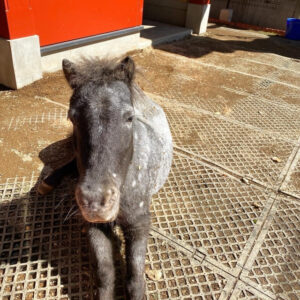 神田明神のあかりちゃん