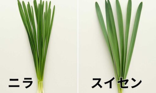 【注意】ニラとスイセンを誤食した2人が食中毒　鳥取市で7年ぶりの発生、見分け方は？