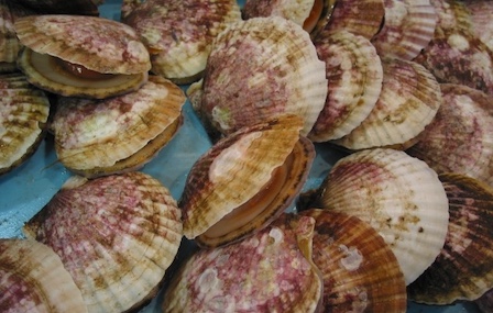 【壊滅的被害】青森・陸奥湾ホタテ大量死の現場　へい死率9割超、広島の牡蠣にも広がる異変