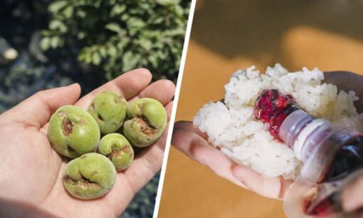 Xで広がる国産支持の声　2年連続不作と雹害に苦しむ紀州梅を救う梅ボーイズ梅肉チューブと中国産リスク