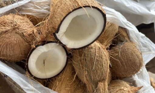 廃棄ココナッツを「防炎」建材へ　鹿田産業が示すサステナビリティの実装力