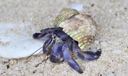 奄美大島で天然記念物オカヤドカリ5200匹密猟　中国人3人逮捕も罰金30万円、抑止力はあるのか