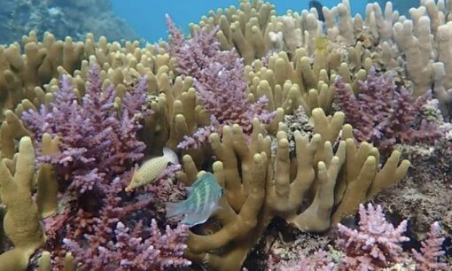 石垣島のサンゴを救う「Maguuro」の逆襲　ソルトラボが挑む廃棄漁具の循環経済