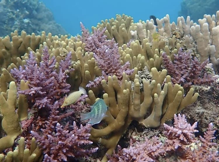 石垣島のサンゴを救う「Maguuro」の逆襲 ソルトラボが挑む廃棄漁具の循環経済