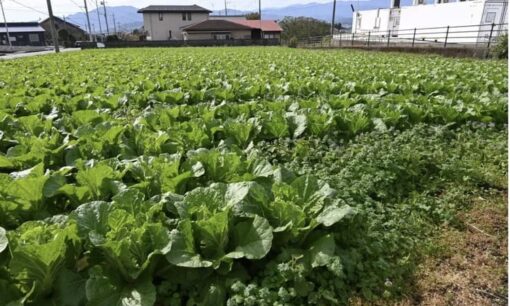 三生医薬が挑む植物性カプセルの「土に還る」資源循環