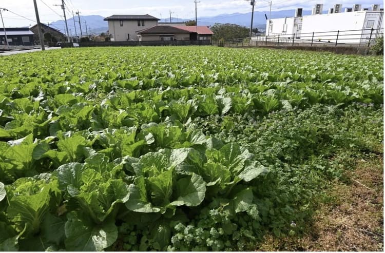 三生医薬が挑む植物性カプセルの「土に還る」資源循環