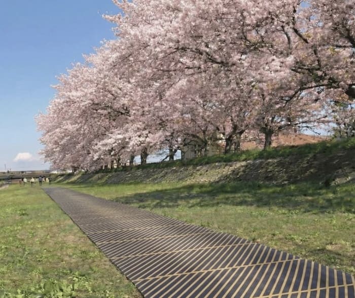 山陽製紙が挑む「お花見」の再定義