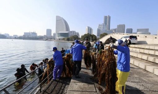 トランジットHD、横浜の海を救う「ワカメパン」を無料配布