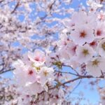 【2026桜開花予想】今週は桜開花ラッシュ　三連休がお花見日和　東京は21日開花・満開は28日