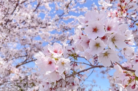 【2026桜開花予想】今週は桜開花ラッシュ　三連休がお花見日和　東京は21日開花・満開は28日