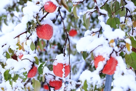 青森リンゴ雪害で価格高騰の可能性　「ざらめ雪」が折った大樹とリンゴ王国の危機