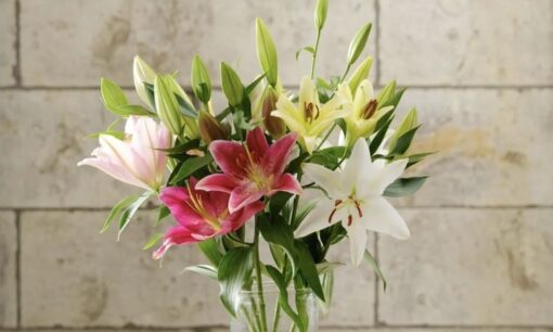 炭素を吸うユリ？TOWINGの「黒い粉」が起こす農業革命