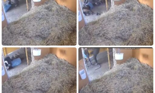 北海道日高町・浜本牧場仔馬「躾」動画が大波紋 虐待疑いでネット非難殺到 他の牧場も批判 競馬業界に衝撃