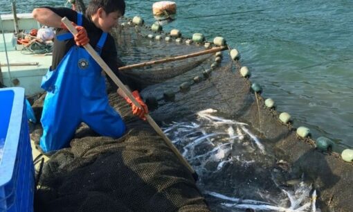 くら寿司とKURAおさかなファームが挑む水産業の未来 AIスマート養殖と「お寿司で学ぶSDGs」教育