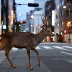 奈良の鹿が大阪で捕獲　奈良県知事「天然記念物ではない」「クマと同じ扱い」で受け入れ拒否　ネット炎上「冷たい」「観光資源の責任は？」