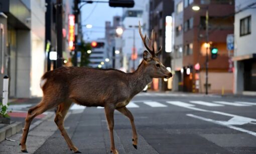 奈良の鹿が大阪で捕獲　奈良県知事「天然記念物ではない」「クマと同じ扱い」で受け入れ拒否　ネット炎上「冷たい」「観光資源の責任は？」
