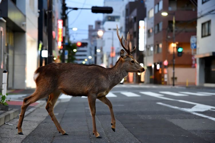 大阪市迷いシカ