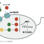プラスチックを「食う」微生物の正体！ピーライフが挑む衝撃のゲノム解析