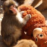 市川市動植物園「パンチくん」人気の闇　最前列で「金払ってんだ」暴言連発、カスハラがスタッフを追い詰める