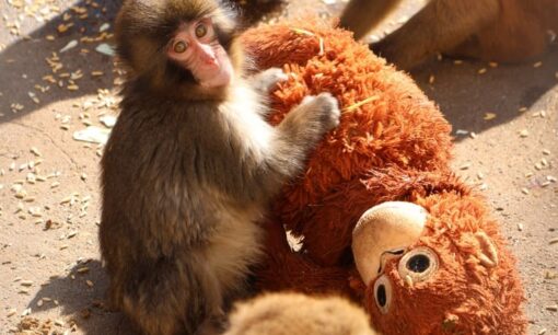 市川市動植物園「パンチくん」人気の闇　最前列で「金払ってんだ」暴言連発、カスハラがスタッフを追い詰める