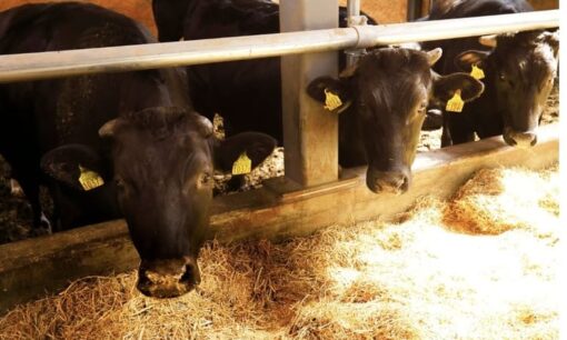 スターゼンが挑む和牛脱炭素の衝撃　味の素との極秘タッグ