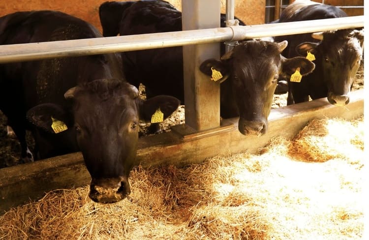 スターゼンが挑む和牛脱炭素の衝撃　味の素との極秘タッグ