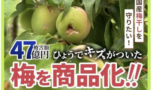 絶望のひょう害から奇跡の復活！梅ボーイズが放つ起死回生の一手