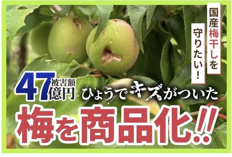 絶望のひょう害から奇跡の復活！梅ボーイズが放つ起死回生の一手