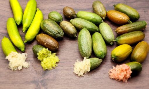 ユーシンSL株式会社が挑む印刷×農業の融合、水耕栽培で育む「フィンガーライム」の可能性