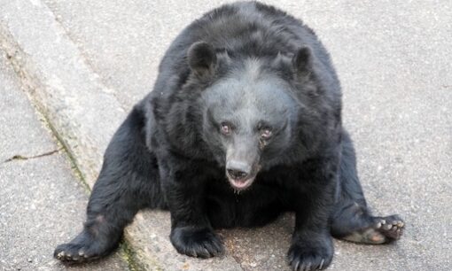 【岩手・クマ被害】女性遺体発見の衝撃　全国で急増する春グマとGWに潜むリスク