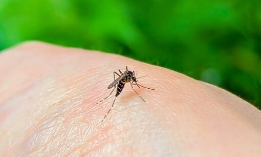 蚊は真夏より今が危ない？5月から増える理由と「ピーク2回」の意外な正体