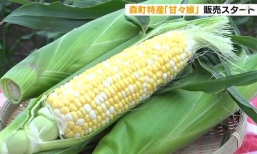 静岡・森町「甘々娘」に早朝200人行列　糖度20度超“幻のトウモロコシ”になぜ人は並ぶのか